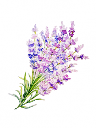 Lavender - the sacred herb of the ancients