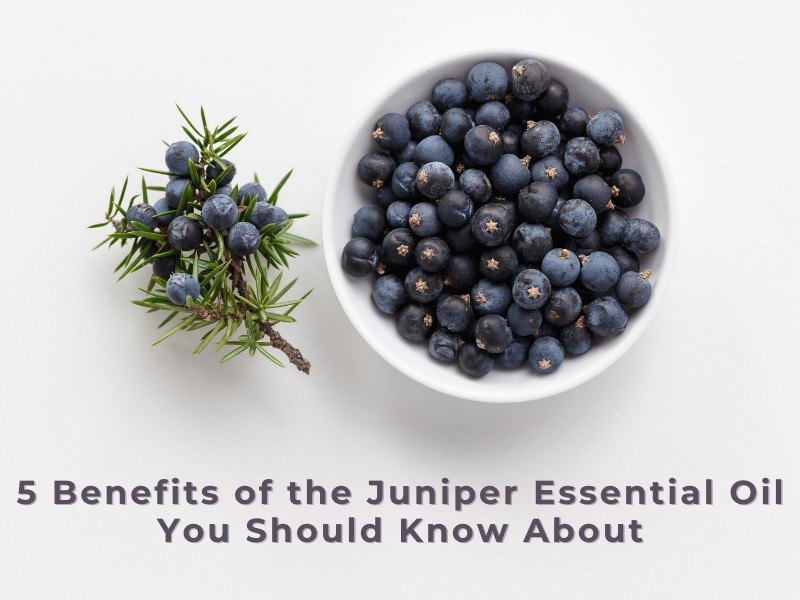 Find out the best uses of juniper oil in medicine and cosmetics, plus some easy recipes.
