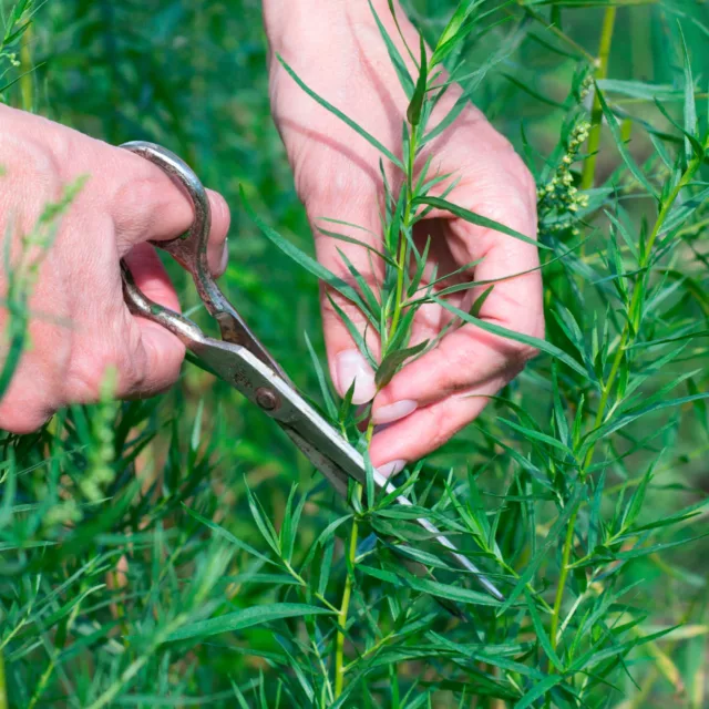 БИО Етерично масло Естрагон 7