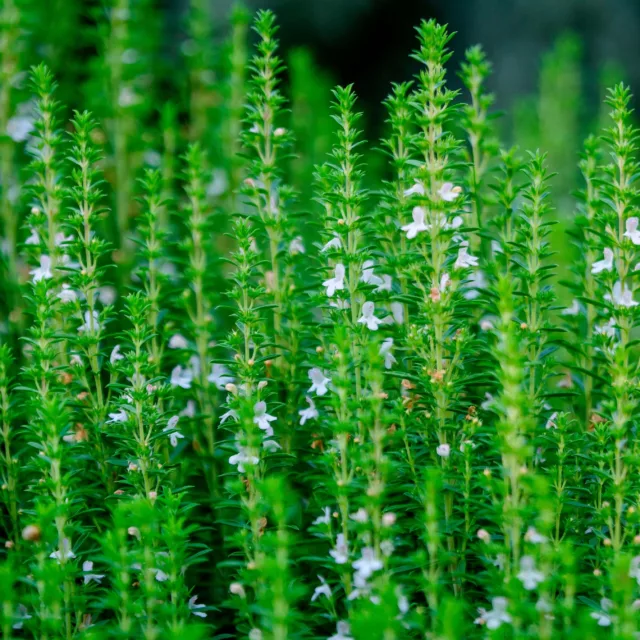 БИО Етерично масло Исоп 3