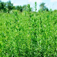 БИО Етерично масло Лимонова чубрица 7