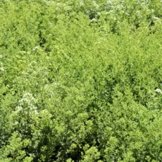 БИО Етерично масло Риган 5