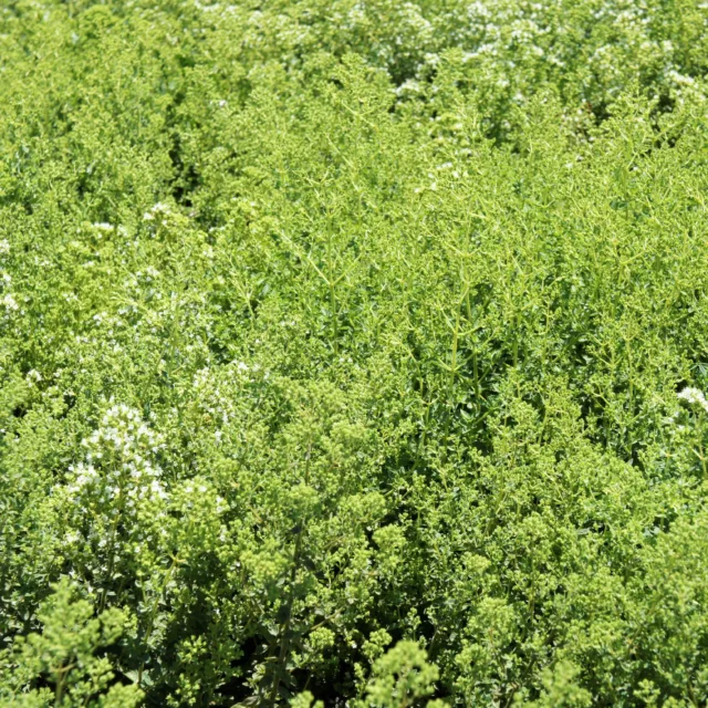 БИО Етерично масло Риган 5