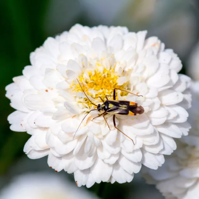 БИО Етерично масло Римска лайка 6