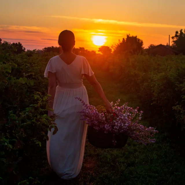 БИО Етерично масло Салвия скларея 11