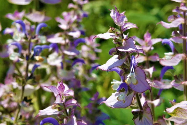 БИО Етерично масло Салвия скларея 2