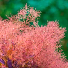 БИО Етерично масло Смрадлика 8