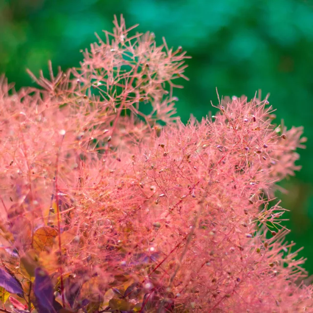 БИО Етерично масло Смрадлика 8