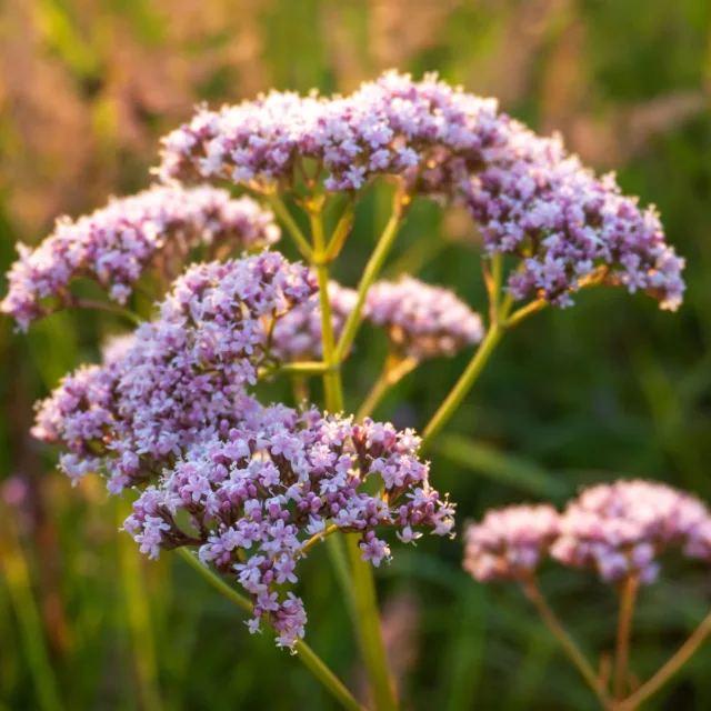 БИО Етерично масло Валериана 4