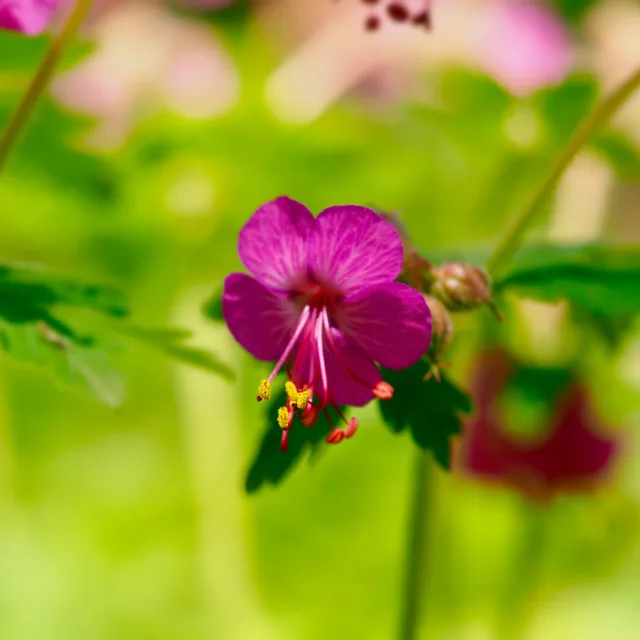 БИО Етерично масло Здравец 2