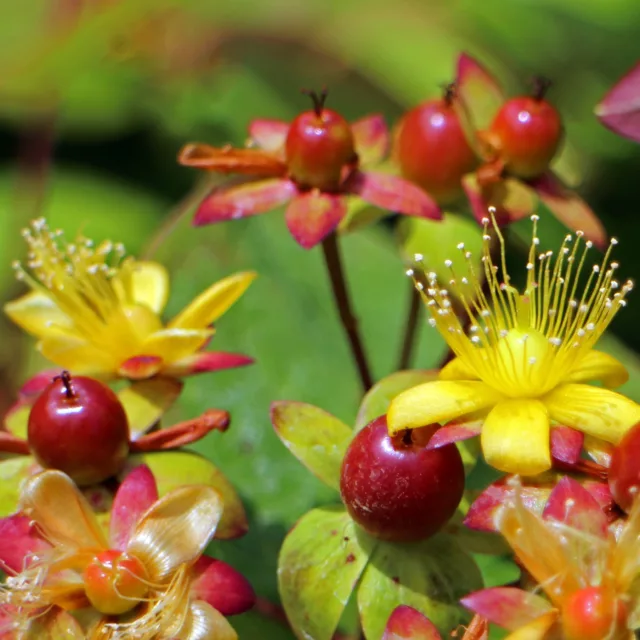 БИО Етерично масло Жълт кантарион 2