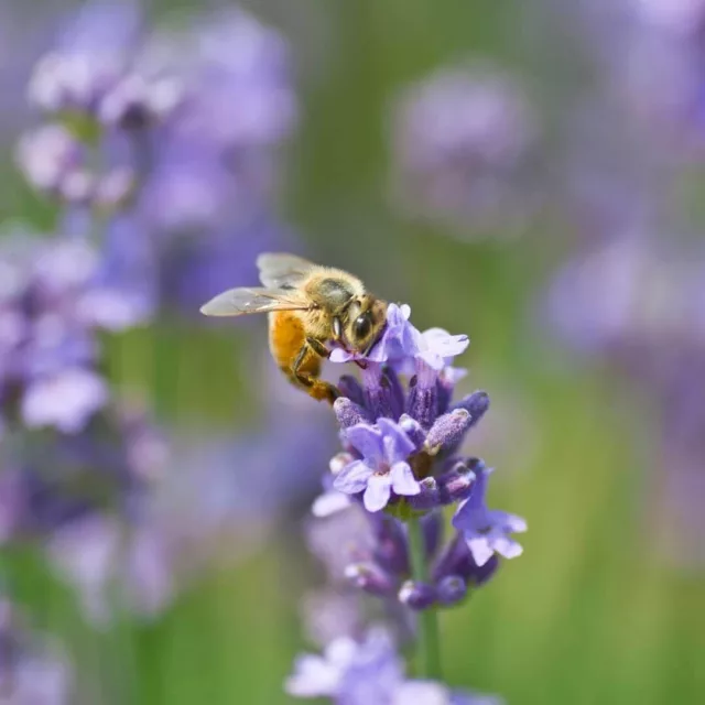 БИО Мед Лавандула 5