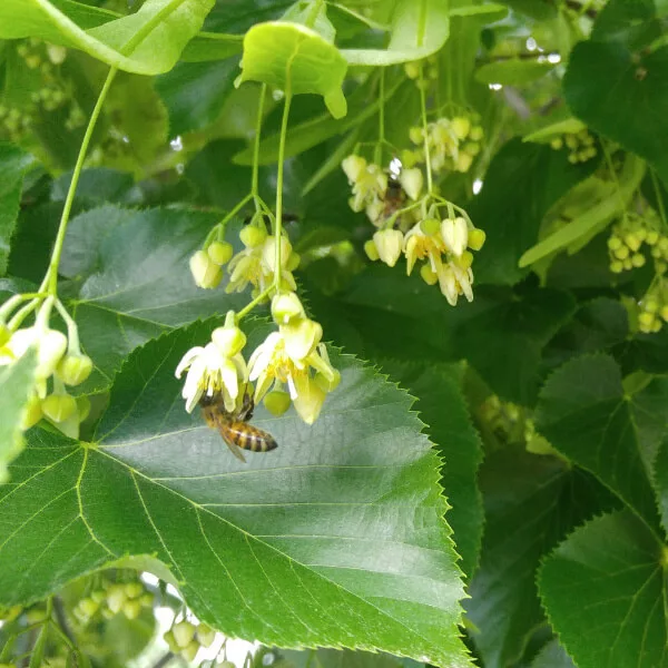 БИО Мед Липа 5