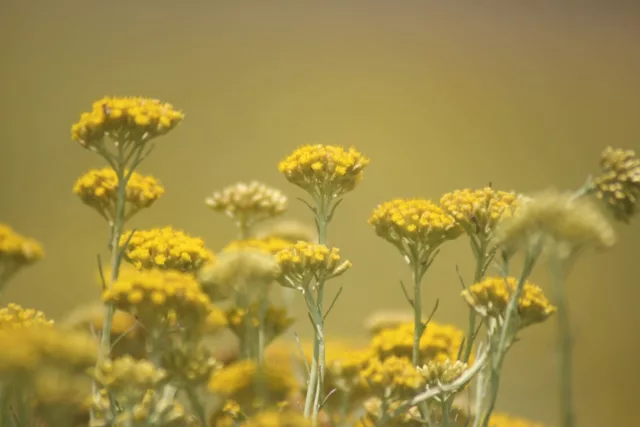 БИО Вода Безсмъртниче 2