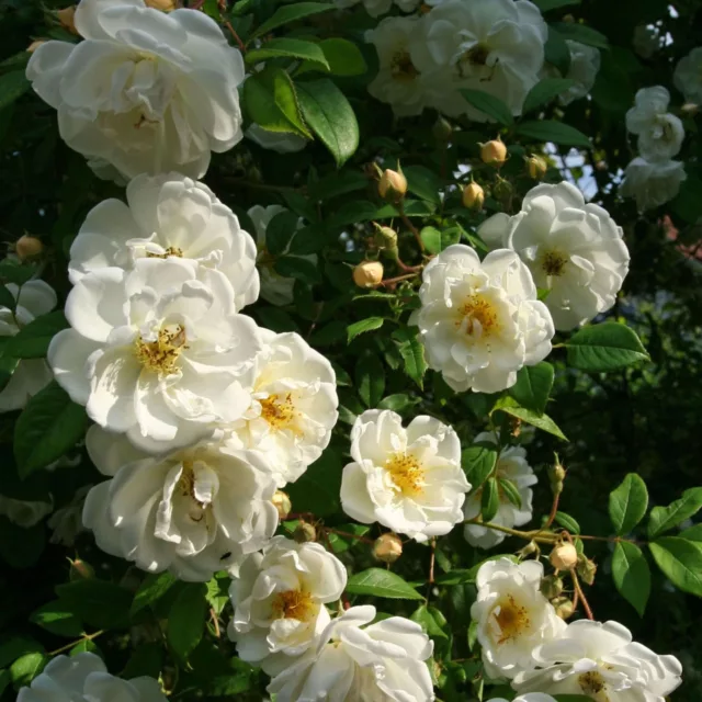 БИО Вода Бяла Роза 4