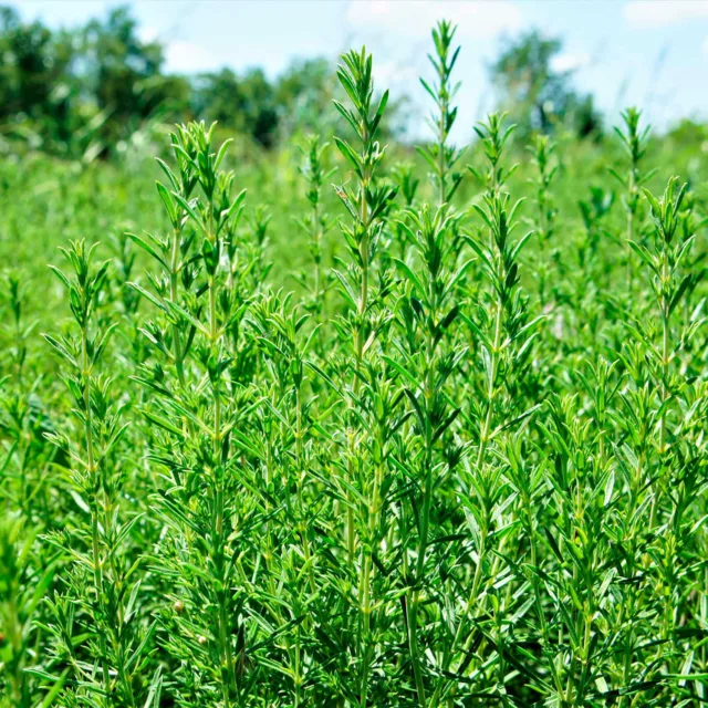 БИО Вода Лимонова чубрица 9