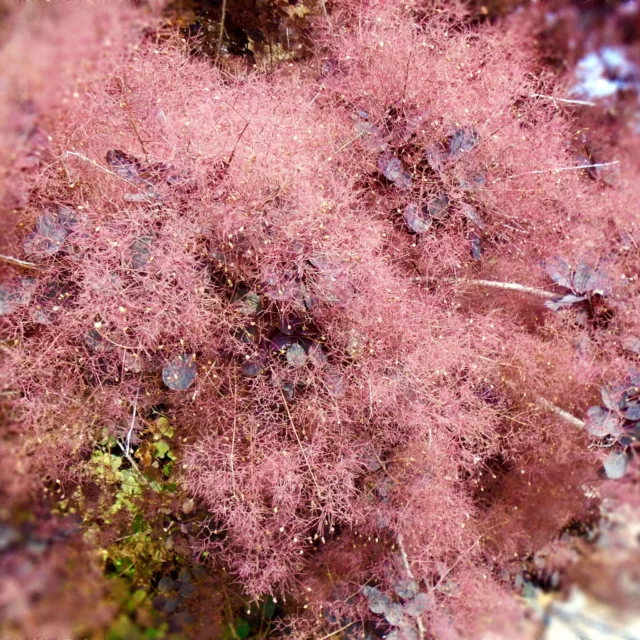 БИО Вода Смрадлика 5