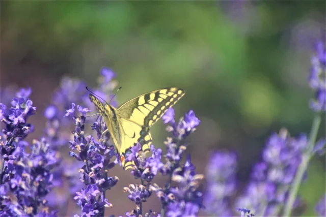 Близост до природата