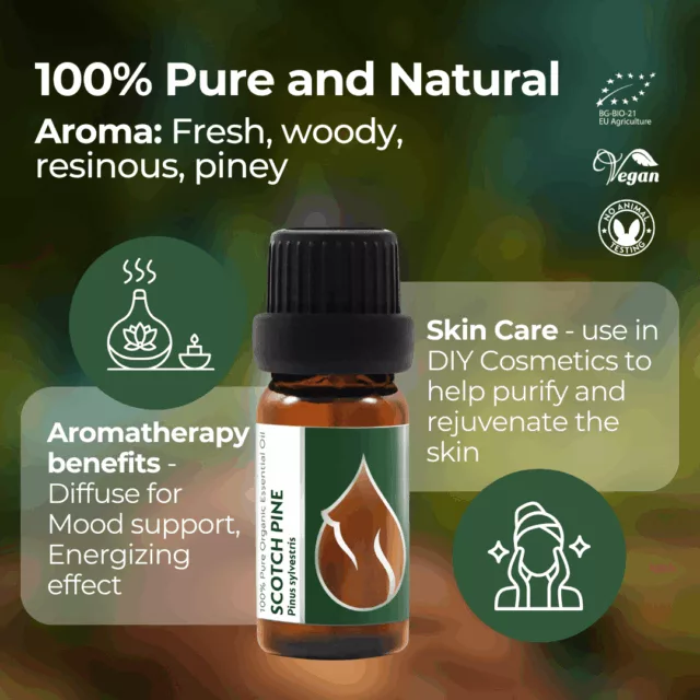 En scotch pine infographic 1