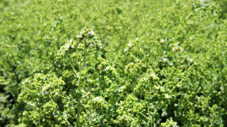 Етерично масло от Риган Естествен антибиотик