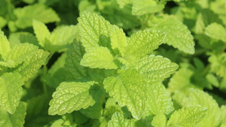 Масло от маточина ‒ Уникално и безценно