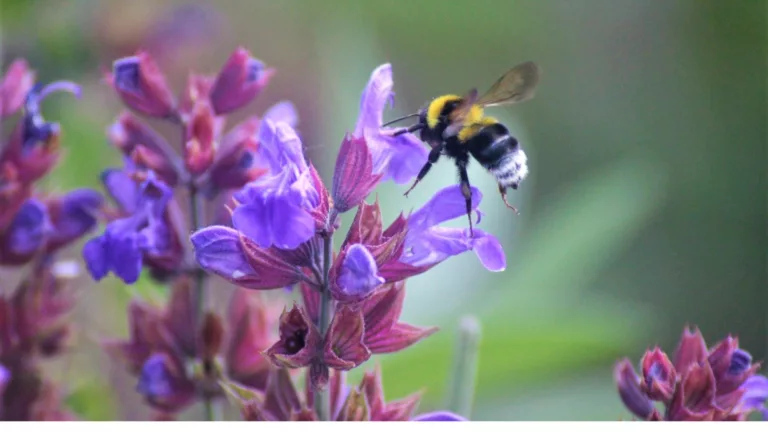 молдовски змеоглавник