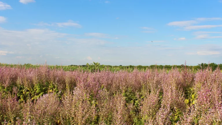 Нашето най красиво природно богатство Салвия Скларея (salvia sclarea)