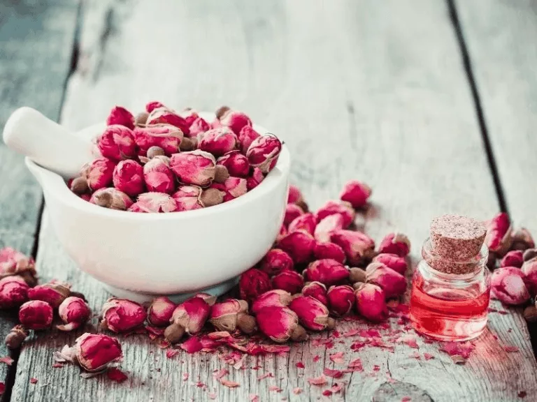 Benefits and Uses of Rose Oil