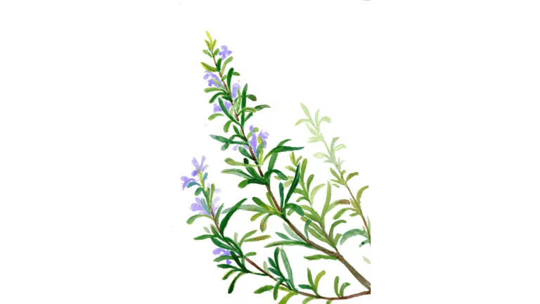 Rozamarin