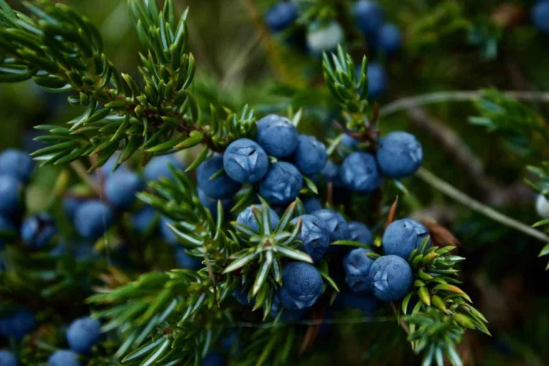 Properties of Juniper Essential Oil