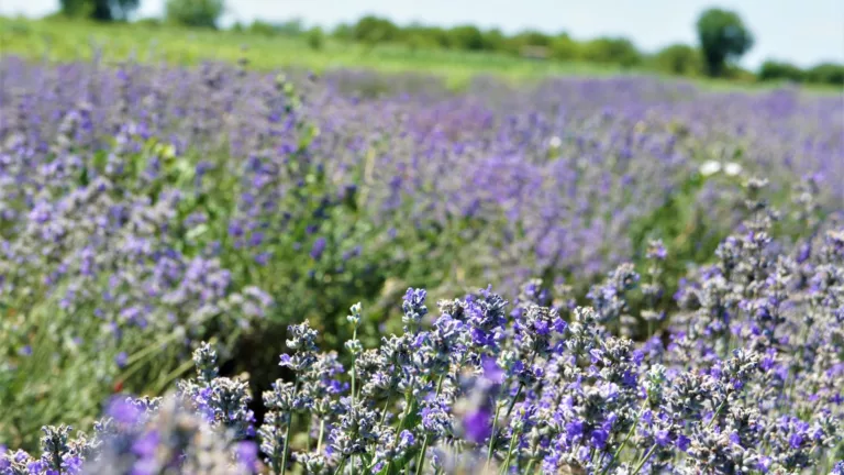 Защо да изберем флорална вода от лавандула