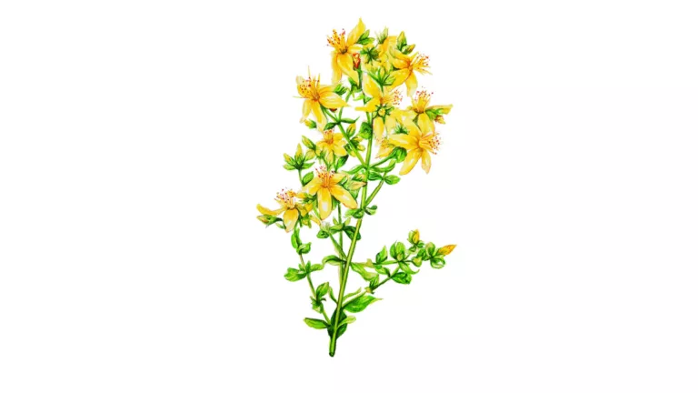 Жълт кантарион