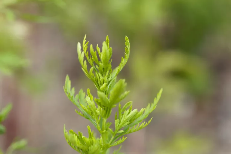Gruener artemisia annua pflanze nahaufnahme