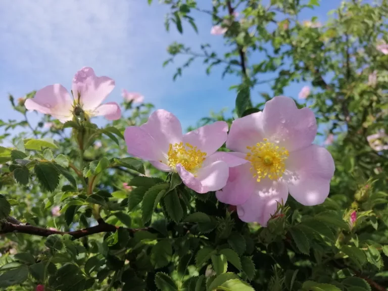 Rosehip oil - the oil of youth
